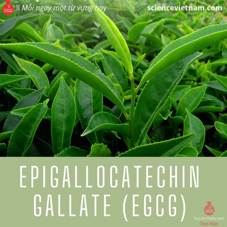 Epigallocatechin Gallate (EGCG) Science Vietnam